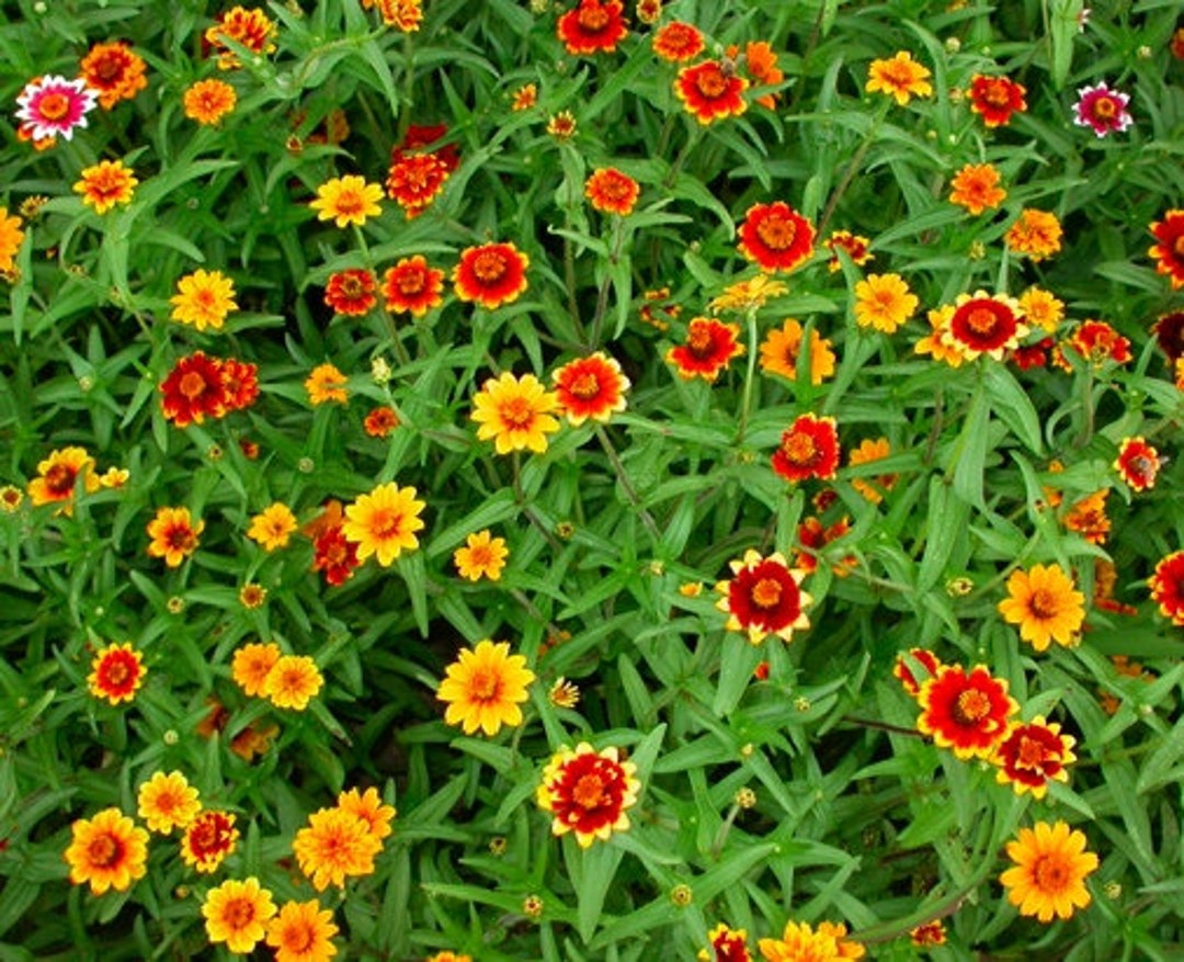 Zinnia Haageana Persian Carpet Seed Etsy