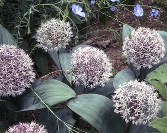 Allium Karataviense seed