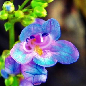 Penstemon Watsonii seed