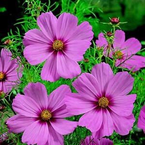 Cosmos Bipinnatus - Gloria seed