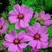 see more listings in the C D  Flower Seed List section