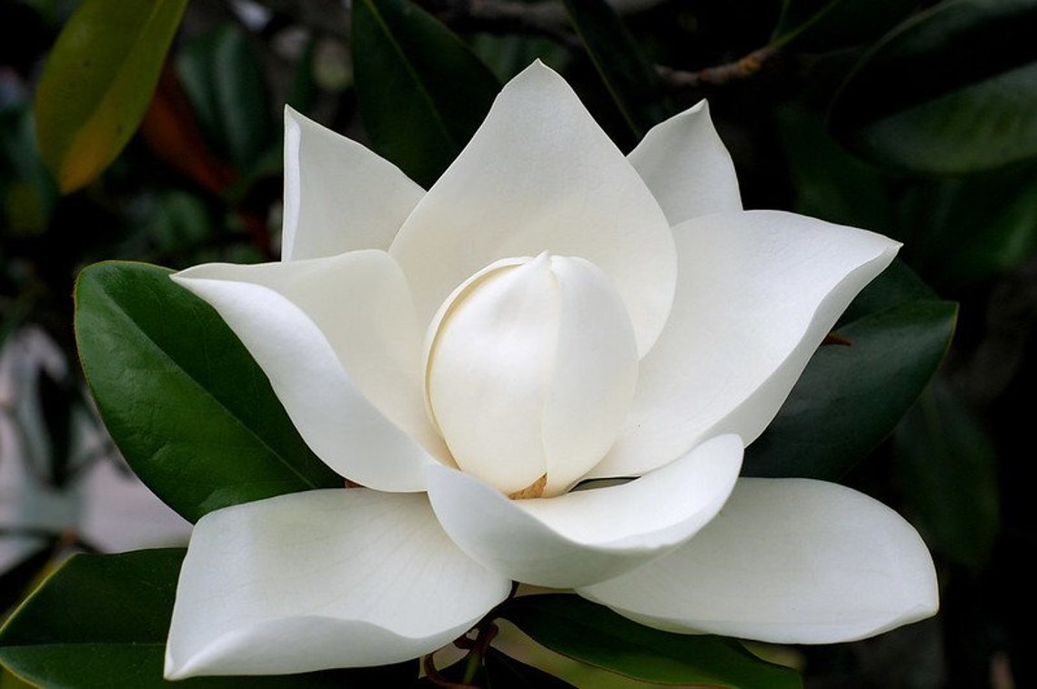 Southern White Magnolia Grandiflora 10 Seed FREE SHIPPING Etsy
