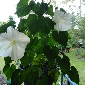 Ipomoea Alba Moon Vine seed image 1