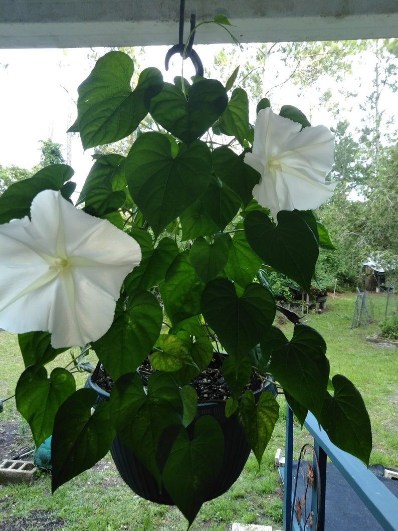 Ipomea Alba Moon Vine seed only 75 cents Shipping on single or multiple items!!