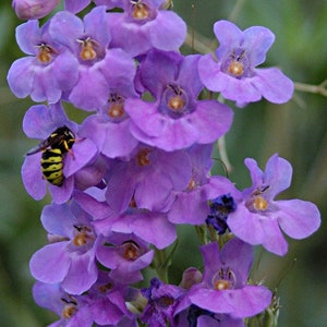 Penstemon Virgatus - Upright Blue Beardtongue seed