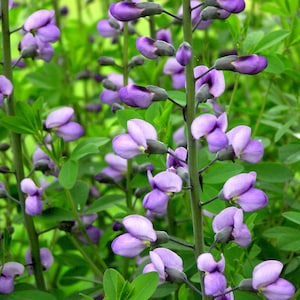 Baptisia Australis &#39;Blue Wild Indigo&#39; seed