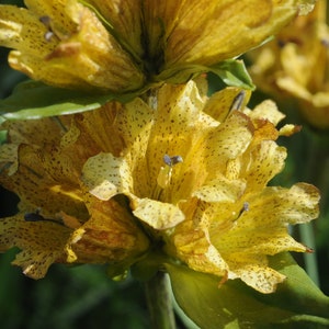 Gentiana Punctata – Spotted Gentiana seed