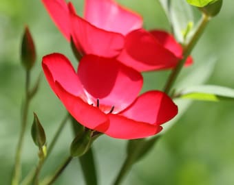 Linum Grandiflorum Rubrun - Scarlet Flax seed
