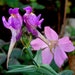 see more listings in the  I J K L   Flower Seed  section
