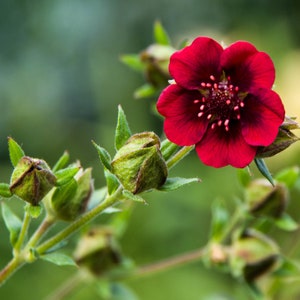 Potentilla Thurberi seed image 3