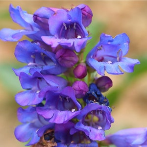 Penstemon Alpinus seed image 4