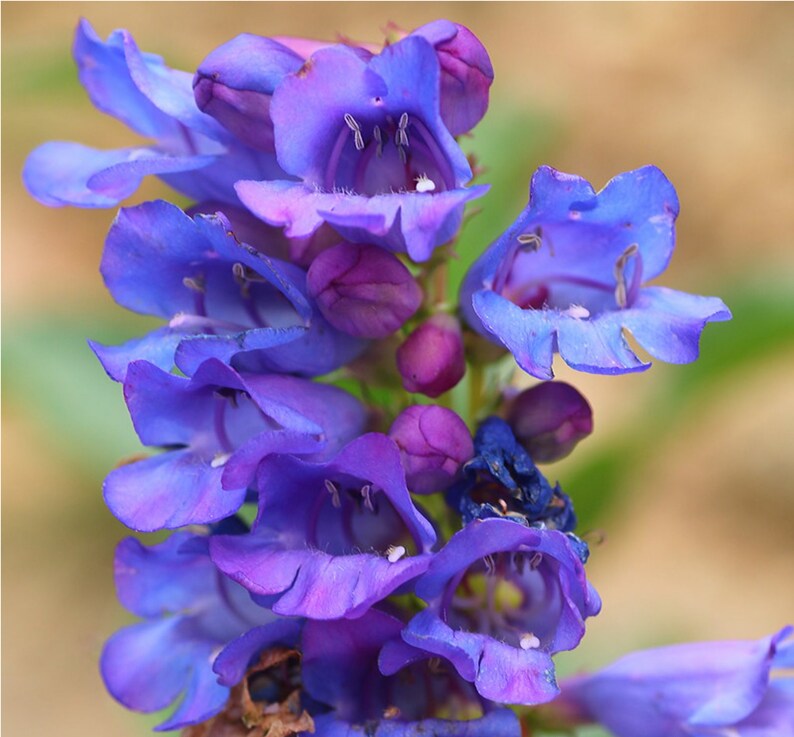 Penstemon Alpinus seed image 4