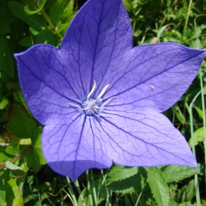 Platycodon grandiflorus - Mariesii seed