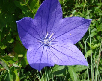 Platycodon grandiflorus - semilla de Mariesii