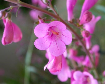 Penstemon Parryi seed