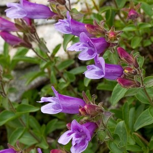 Penstemon Scouleri seed