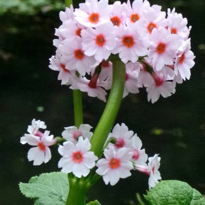Primula Japonica - Apple Blossom seed