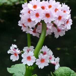 Primula Japonica Apple Blossom seed image 1