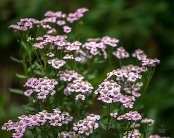 Achillea Sibirica – Love Parade seed