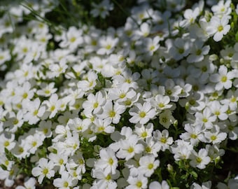 Gypsophila Paniculata fl. Pl. – Snowflake seed