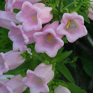 Campanula Medium Rose Pink Cantebury Bells seed image 1
