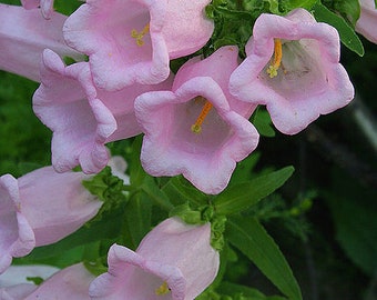 Campanula - Medium Rose Pink Cantebury Bells seed