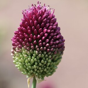 Allium Sphaerocephalon - Drumstick Allium seed