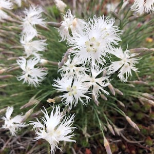 Dianthus Arenarius Sand Pink seed image 4