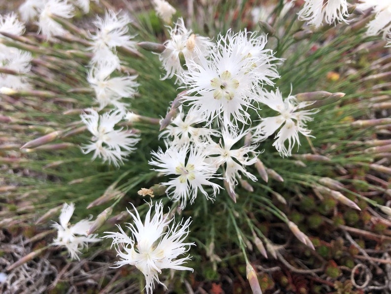 Dianthus Arenarius Sand Pink seed image 4