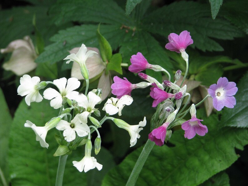 Primula Alpicola Mixed Colors seed image 1