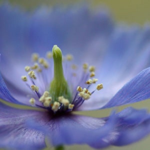 Poppy Meconopsis Horridula seed image 5