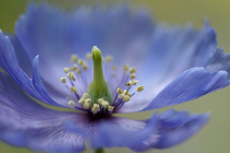 Poppy Meconopsis Horridula seed image 5