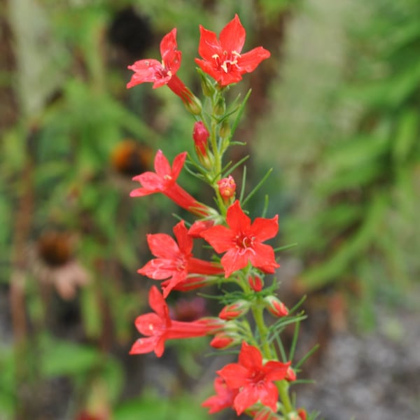 Ipomopsis Rubra - Scarlet Gilia seed