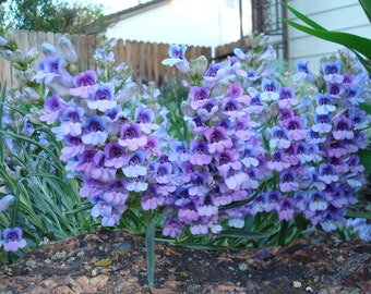 Penstemon Speciosus seed