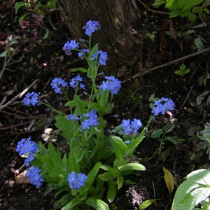 Myosotis Sylvatica Blue Forget me Not seed image 7