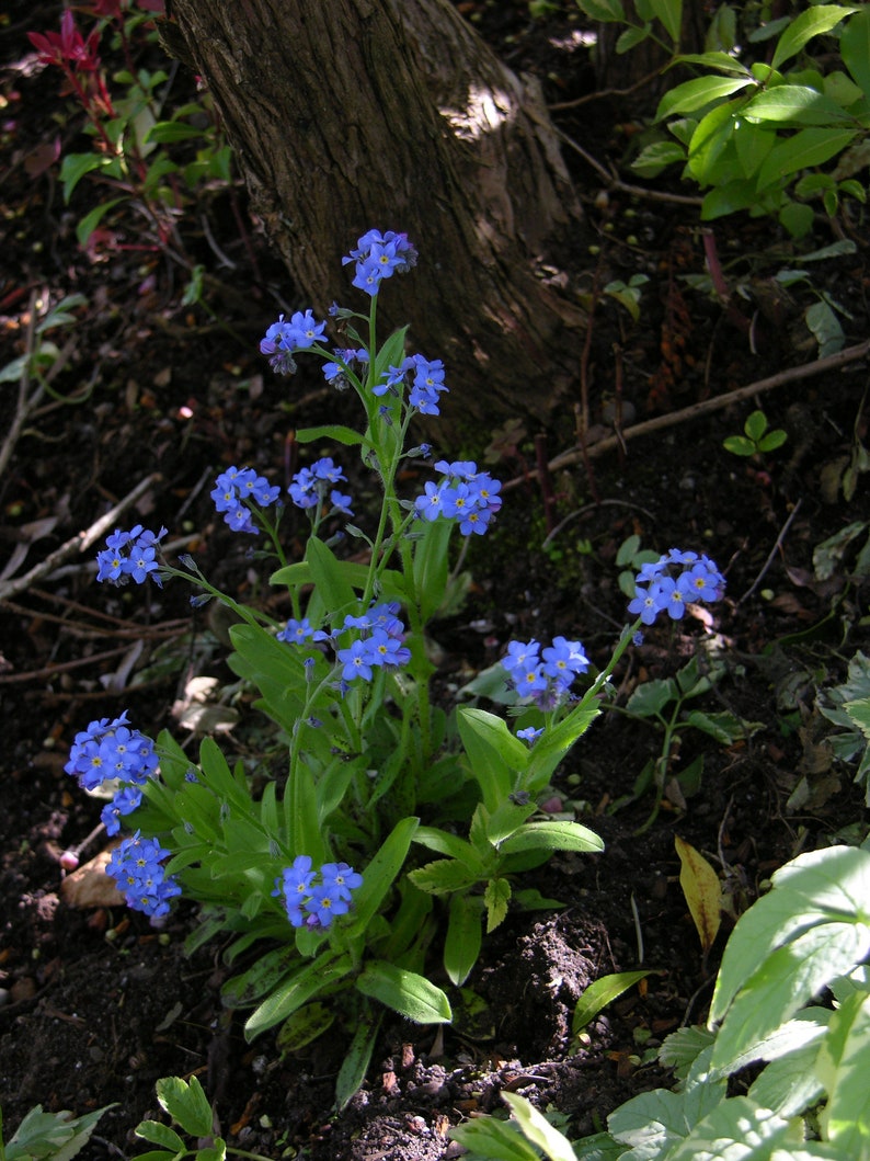 Myosotis Sylvatica Blue Forget me Not seed image 7