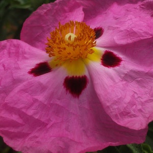 Cistus - Pink Silk seed