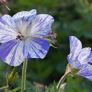 Geranium Pratense Striatum seed image 1