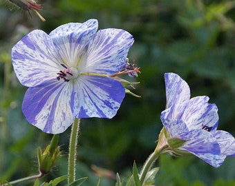 Geranium Pratense – Striatum seed