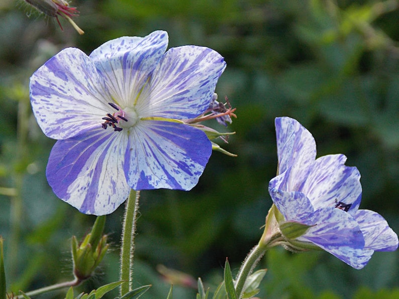 Geranium Pratense Striatum seed imagem 1