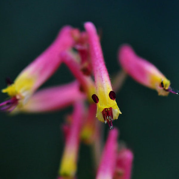 Cuphea Ignea - Cigar Plant Coan Rose seed