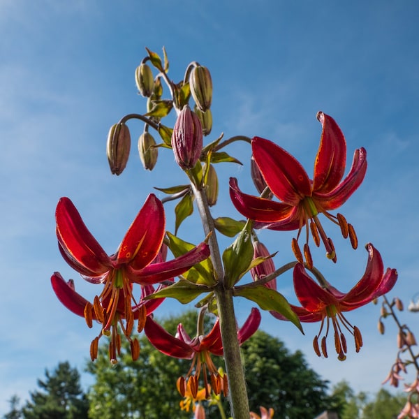 Lilium Martagon Hybr. Painted Ladies seed