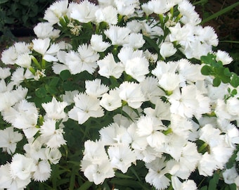 Dianthus Deltoides – Confetti White seed