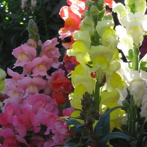 Antirrhinum Majus - Tetra Snapdragon Mix seed