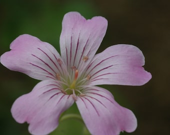 Geranium Gracile seed