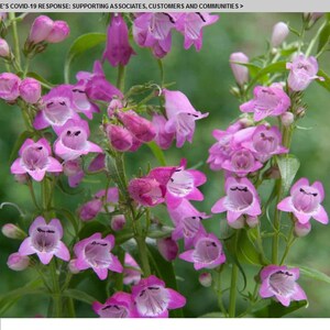 Penstemon - Sunburst Ruby seed