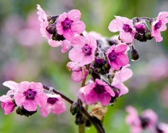 Cynoglossum Amabile - Mystic Pink seed