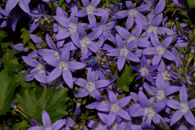 Campanula Lactiflora 'Prichard's Variety' seed image 3