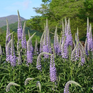 Veronica Longifolia seed