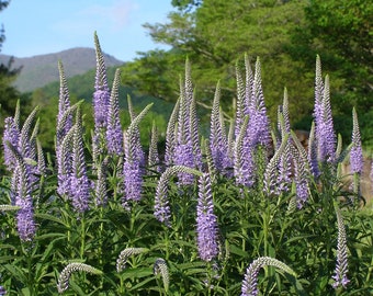 Veronica Longifolia seed